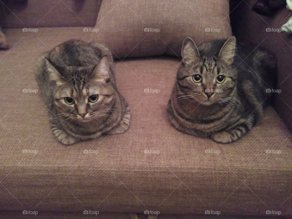 cat & cat