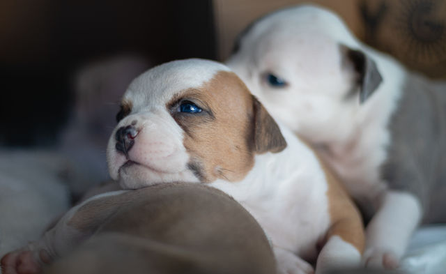 Cute puppies with blue eyes and lots of sleep
