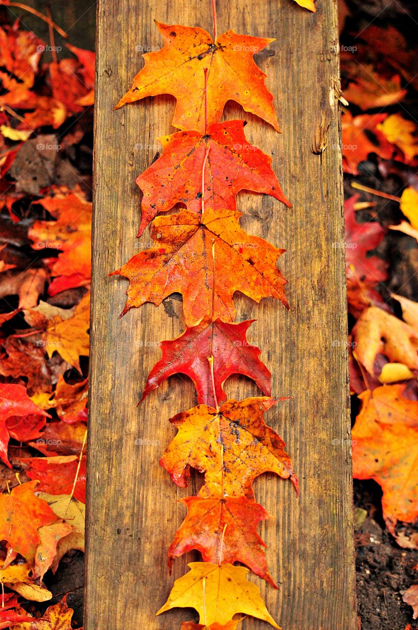 Maple leaf in a row