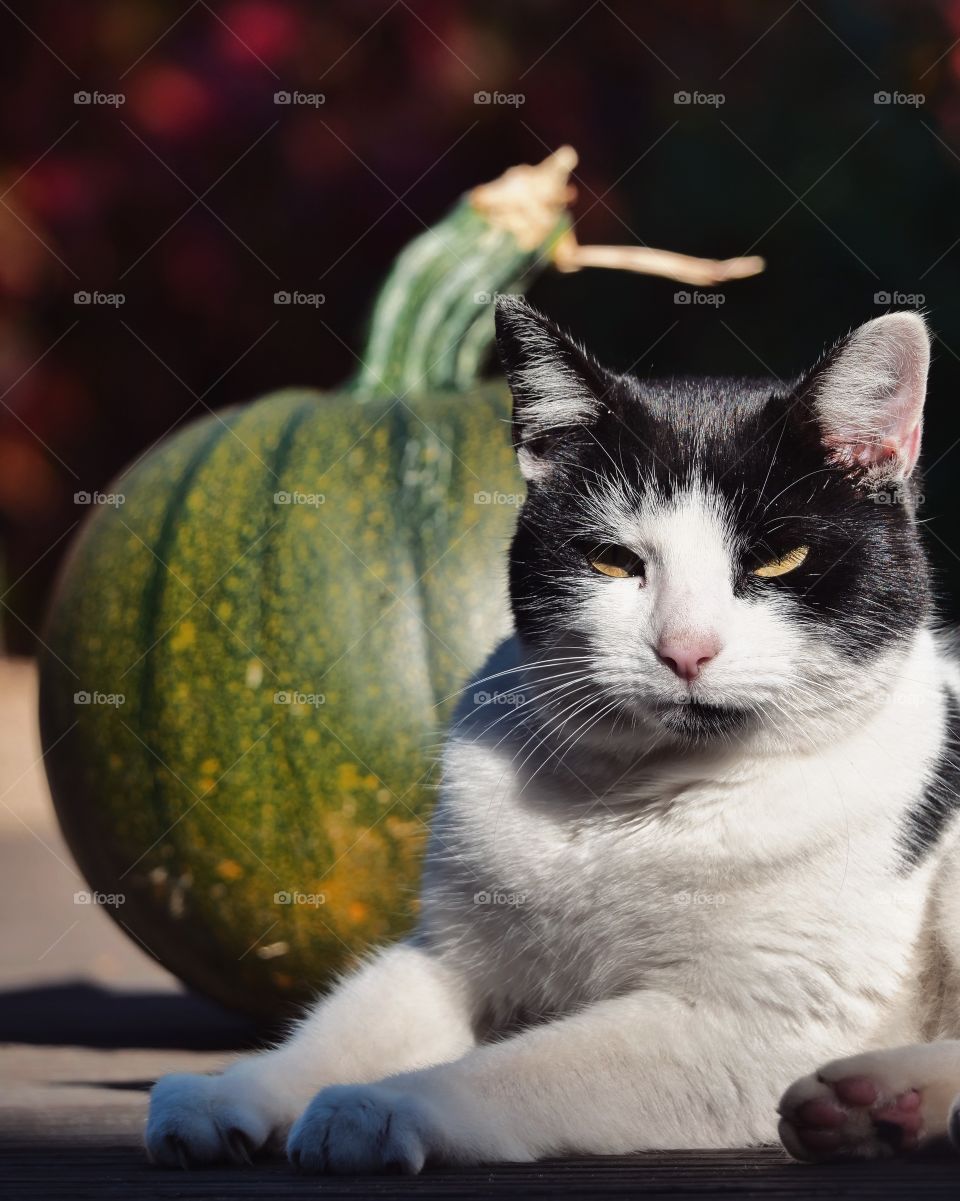 Cat relaxed next to pumpkin