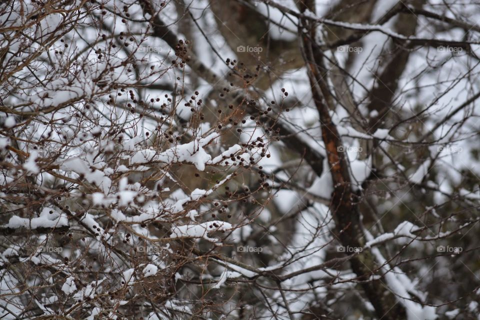 Winter Berries