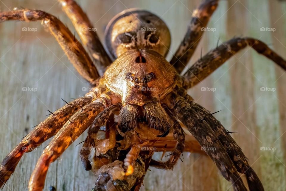 A gigantic Fishing Spider slowly consumed a large locust. 