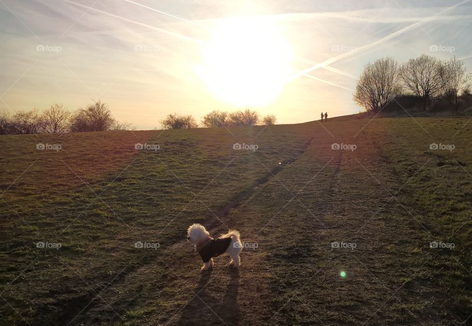 Bichon dog on the walk in nature. Slovakia