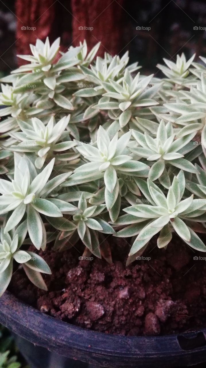 why so beautiful.... ?