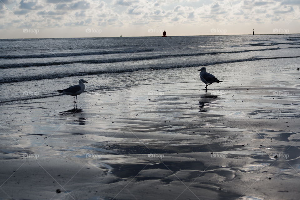 A couple of seagulls enjoying the beach 