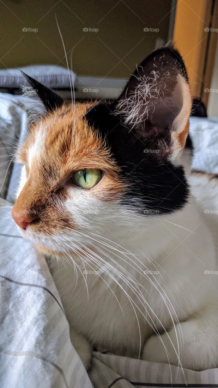 calico