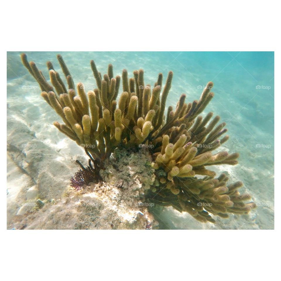 Coral Reef of Bermuda