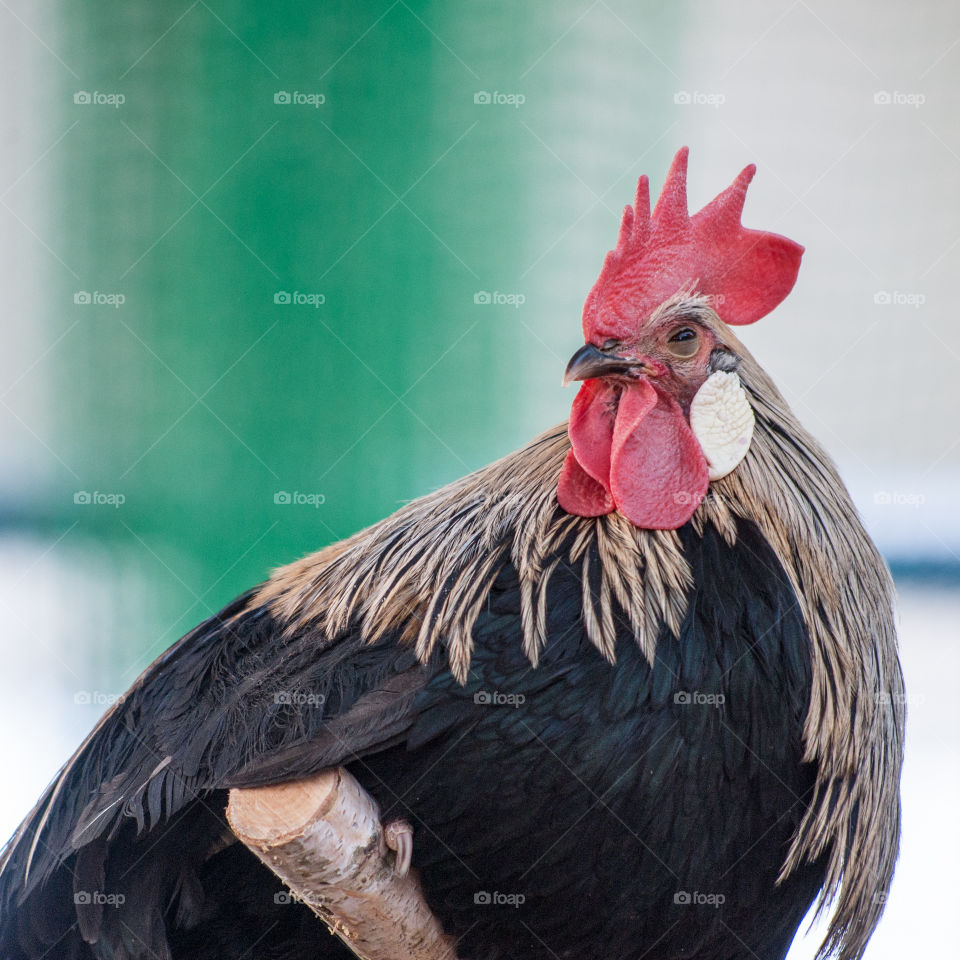 Close-up of rooster perching