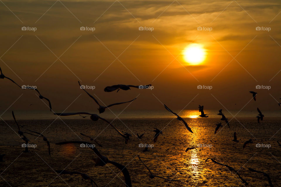 sunset sun bird sea by sonchai
