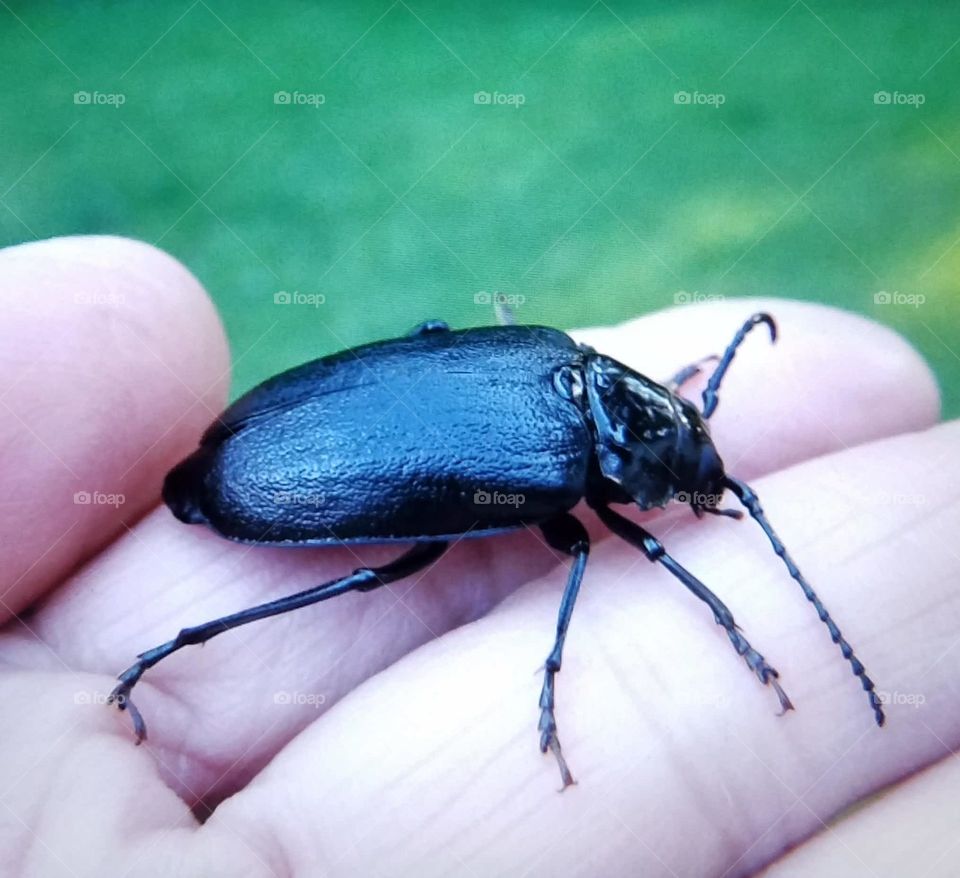 Black beetle in palm of hand.