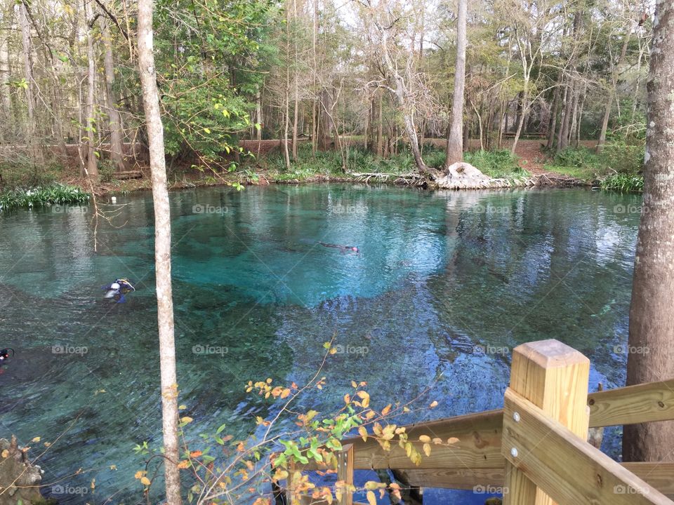 Ginnie springs in Florida 