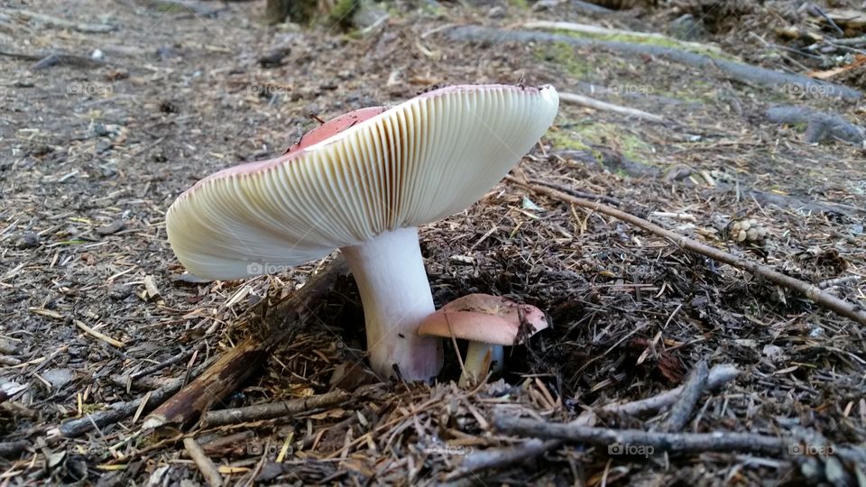 Island mushrooms 3