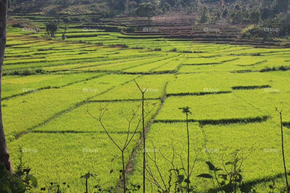 spider rice field view