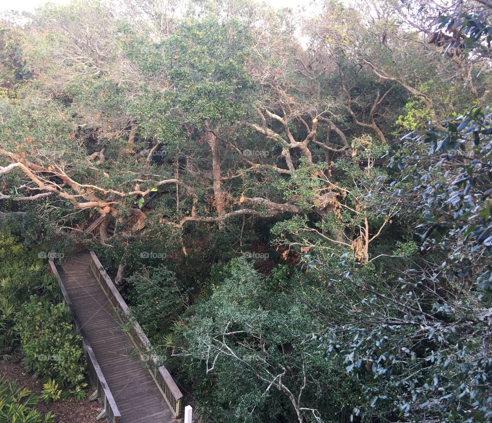 High angle view of a bridge in the forest