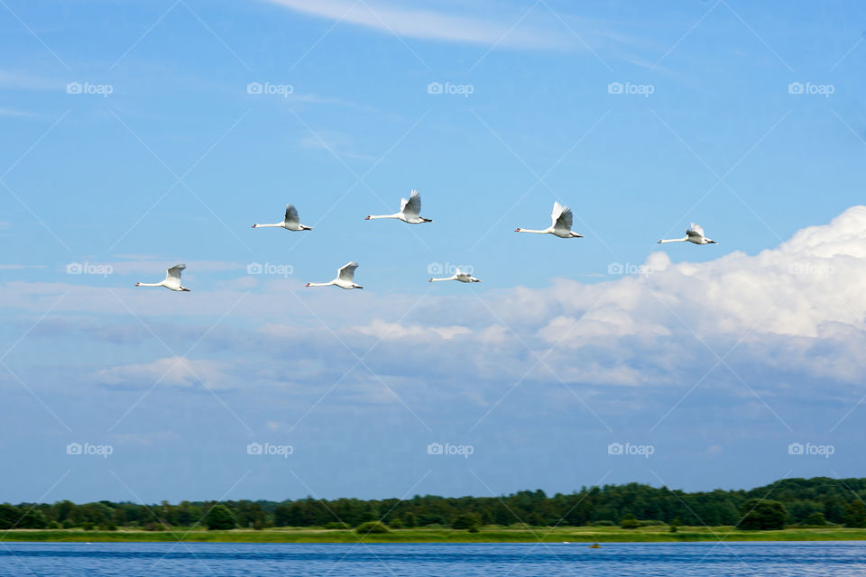 flock of swans flying over a lake