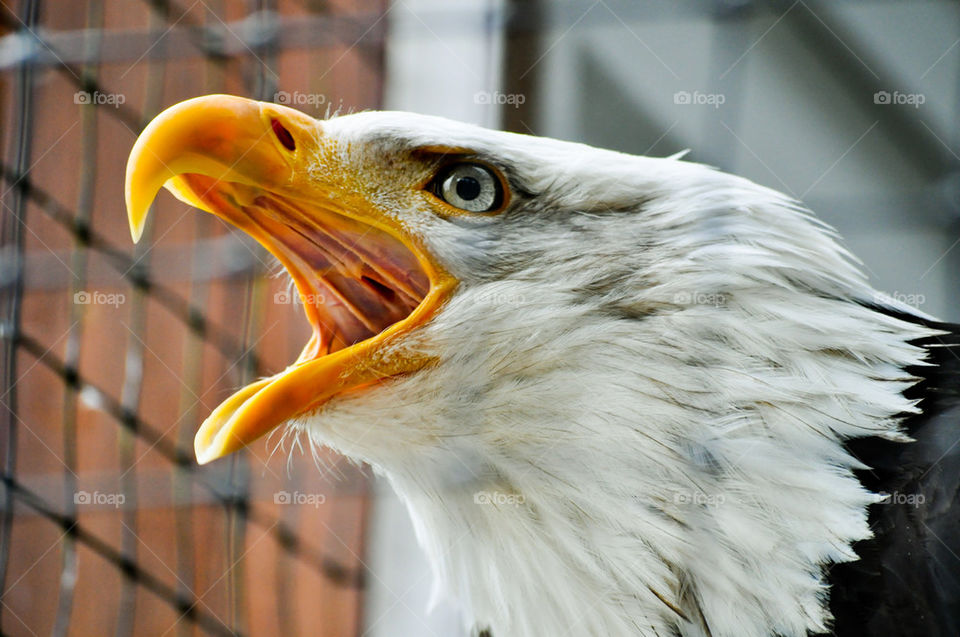 bird angry eagle beak by refocusphoto