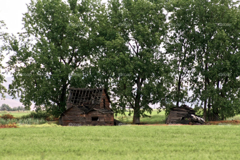 trees house barn old by mmcook