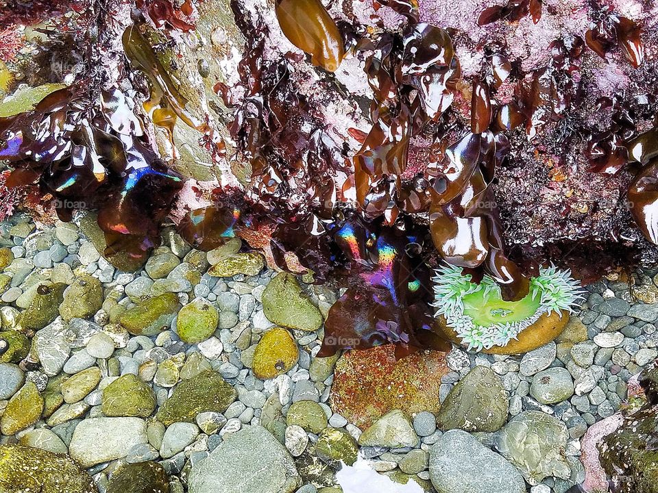 fort bragg tide pool
