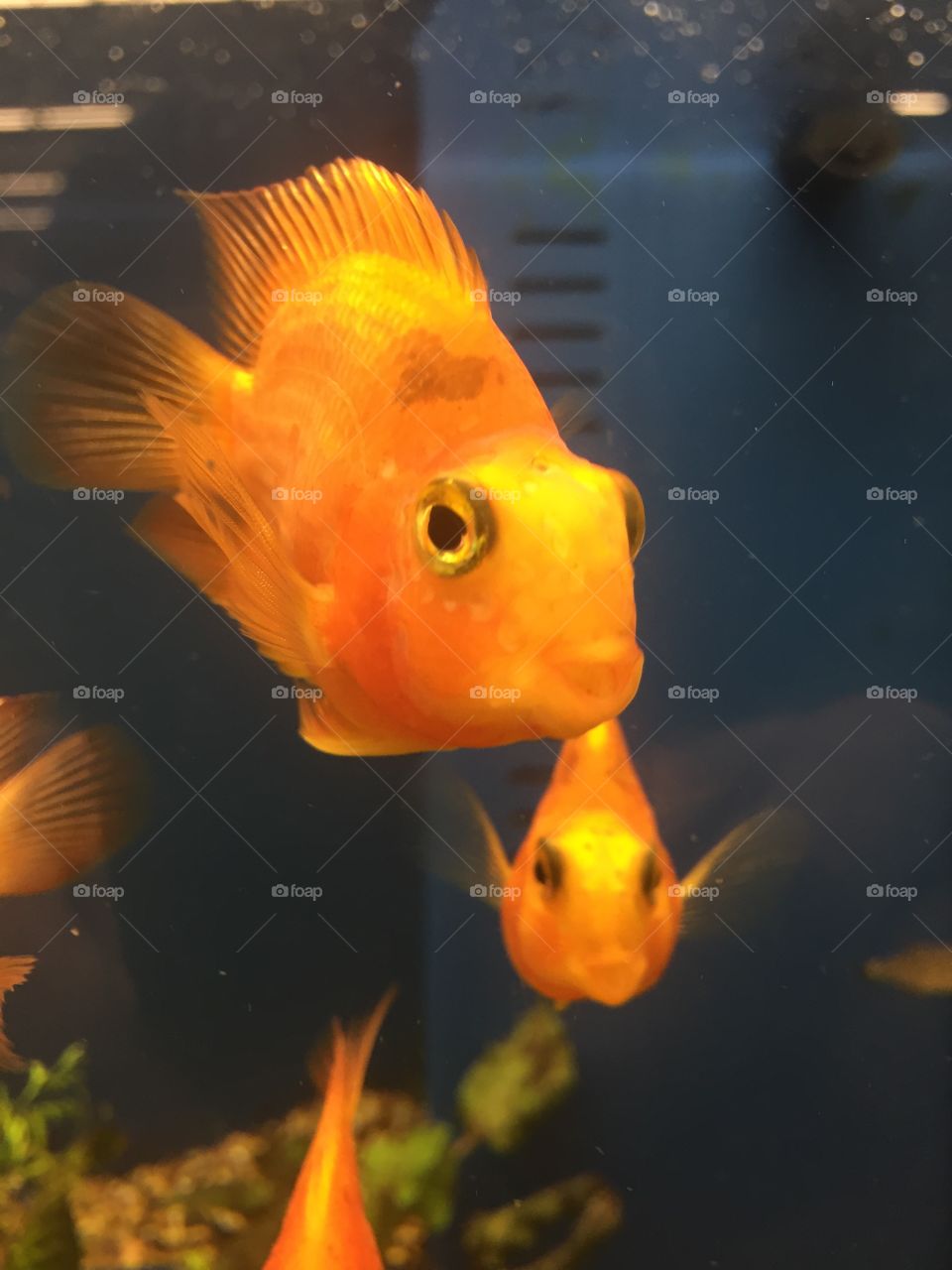 Gold fish