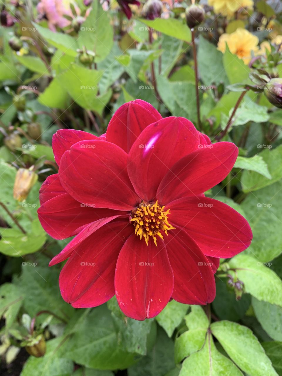 Red blossomed flower