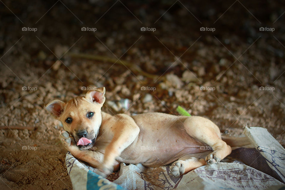 Puppy sleep comfortably.