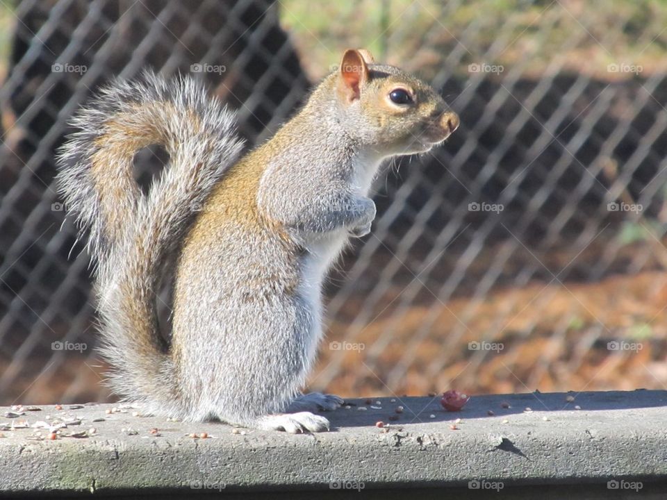 Close-up of a squirrel