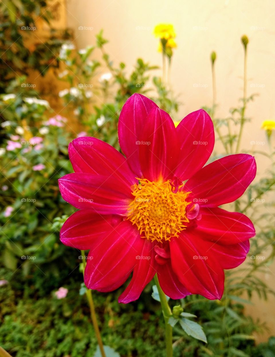 Dahlia