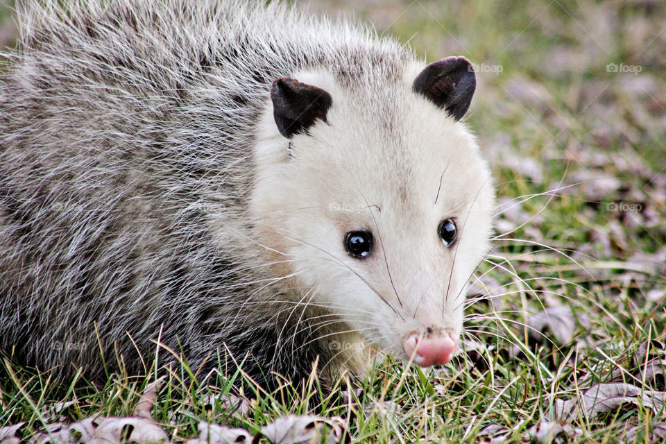 Opossum