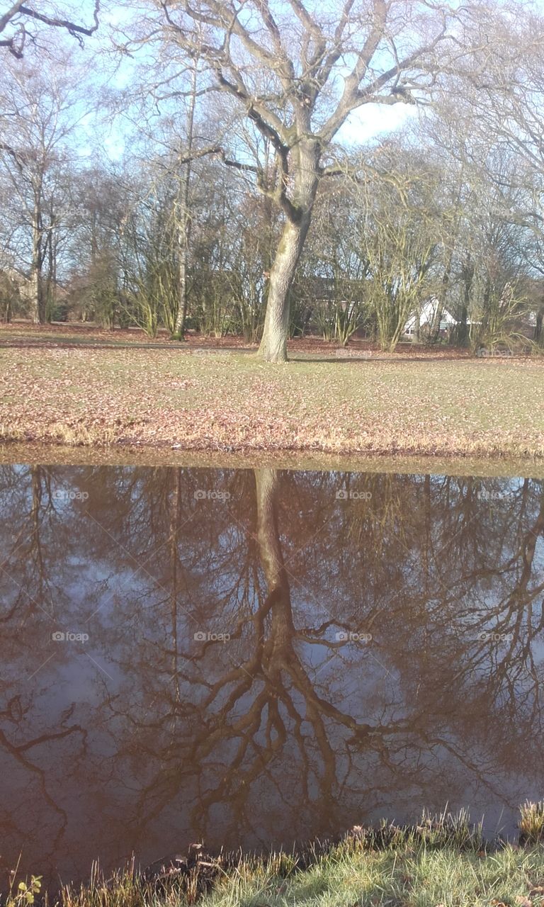 The shadow of tree in lake