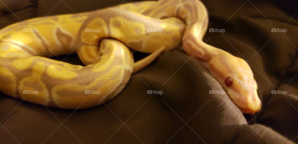 lilith my beautiful albino ball python