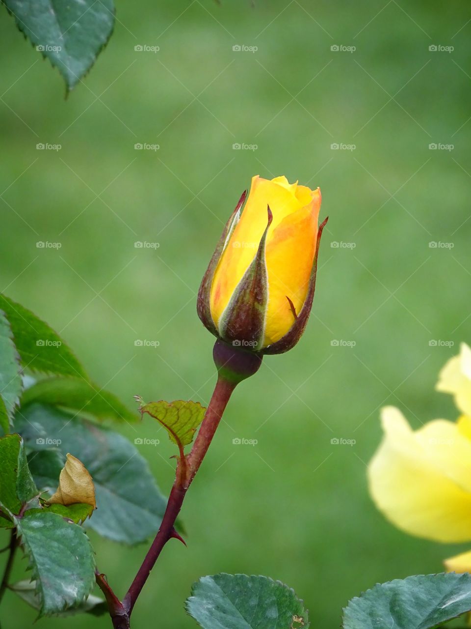 The beauty of spring