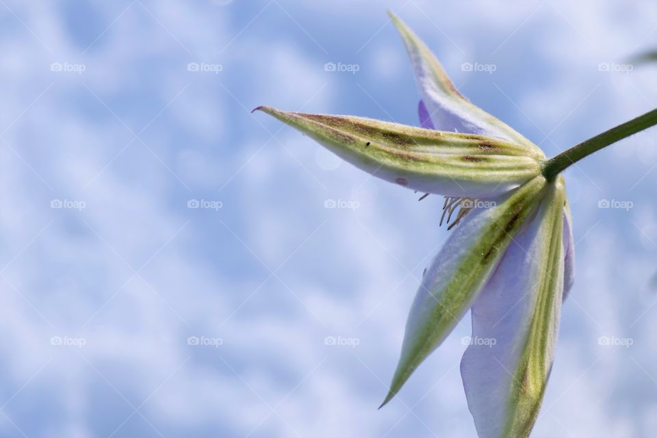 Clematis flower against snow backdrop