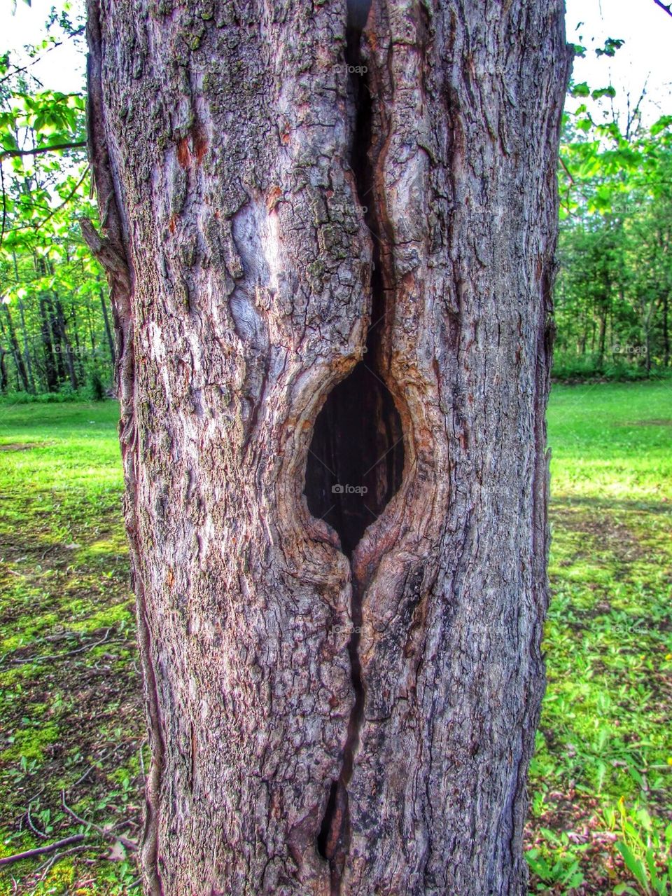 Nature's Art