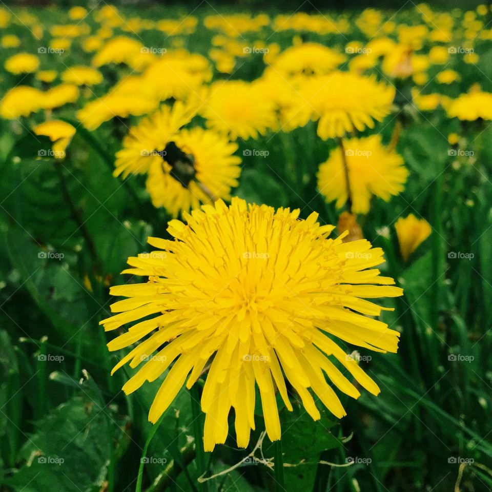 Yellow dandelion flower growing in field