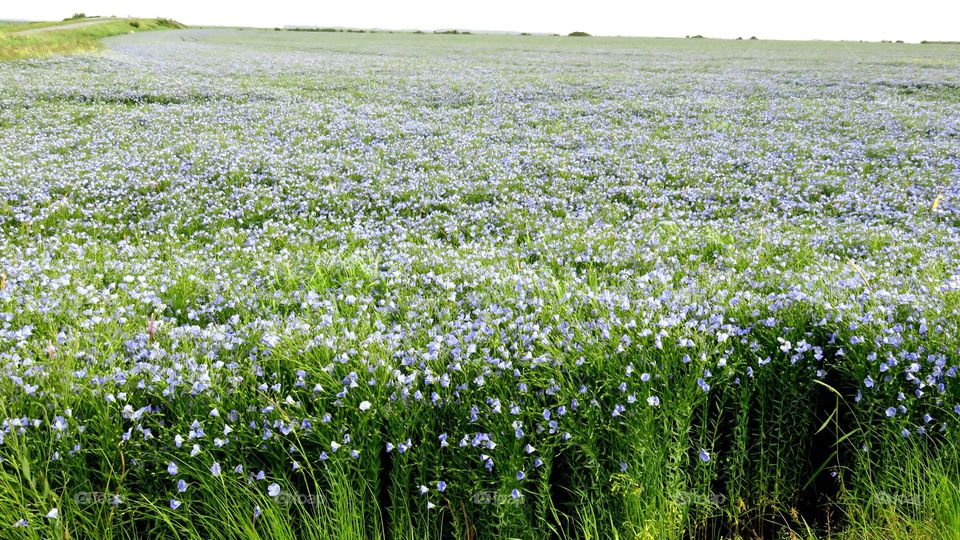 green and blue field