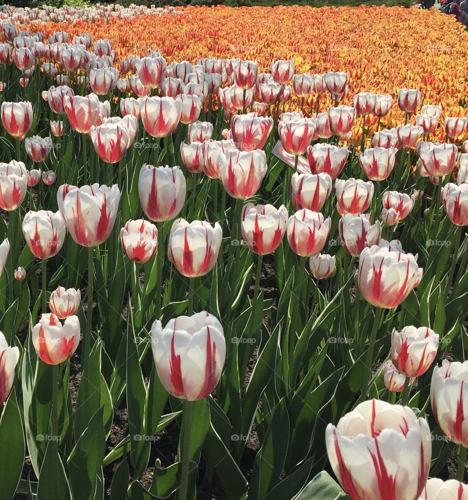 A feast for the eyes at the Canadian Tulip Festival in Ottawa.