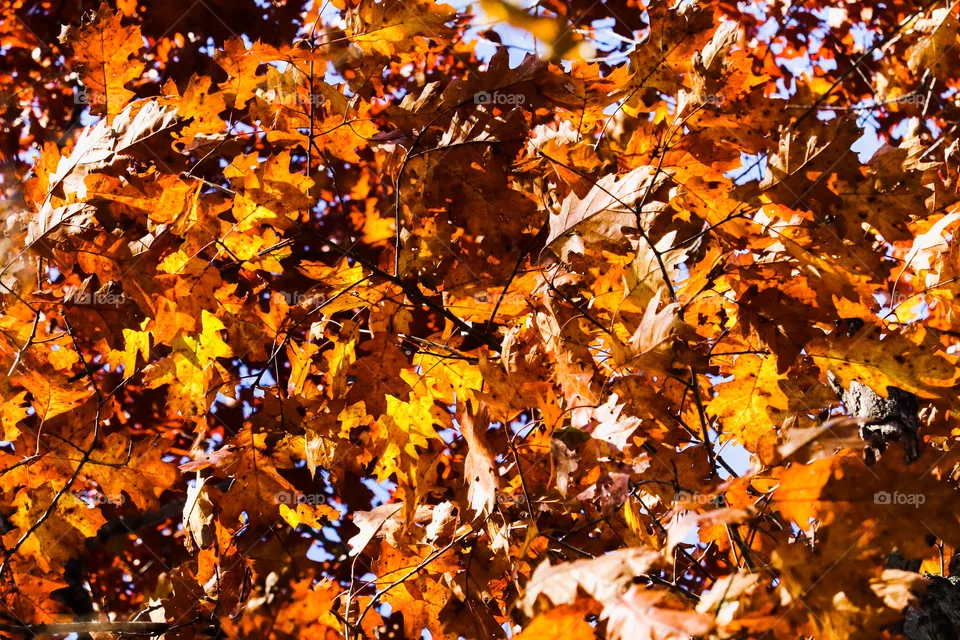 vibrant leaves