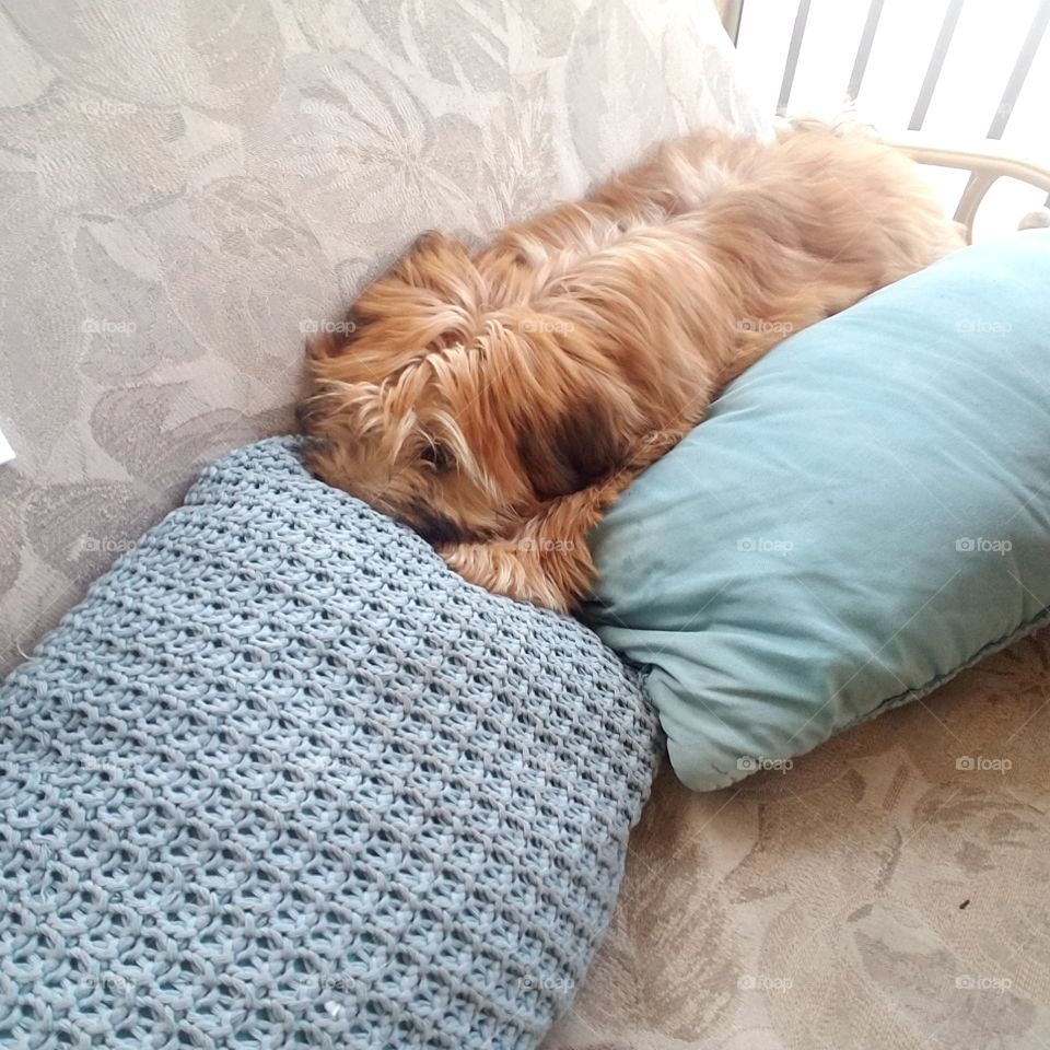 "Can you see me if I lay this way ? maybe a different Angle ? -Shelby ,❤😂