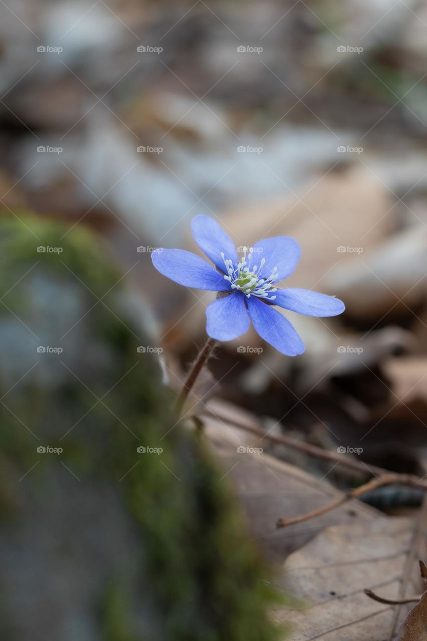 Closeup or macro of a small blue flower in spring 