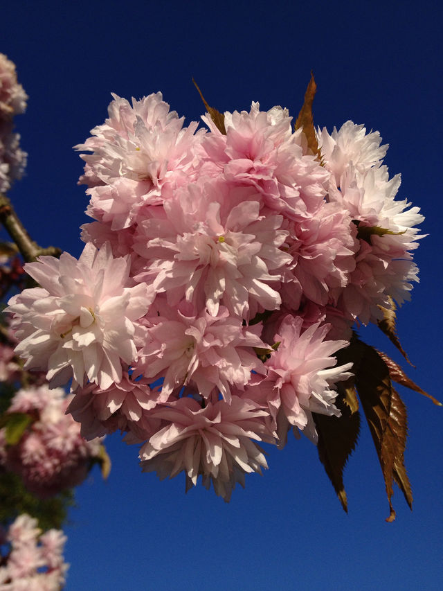 Spring blossom