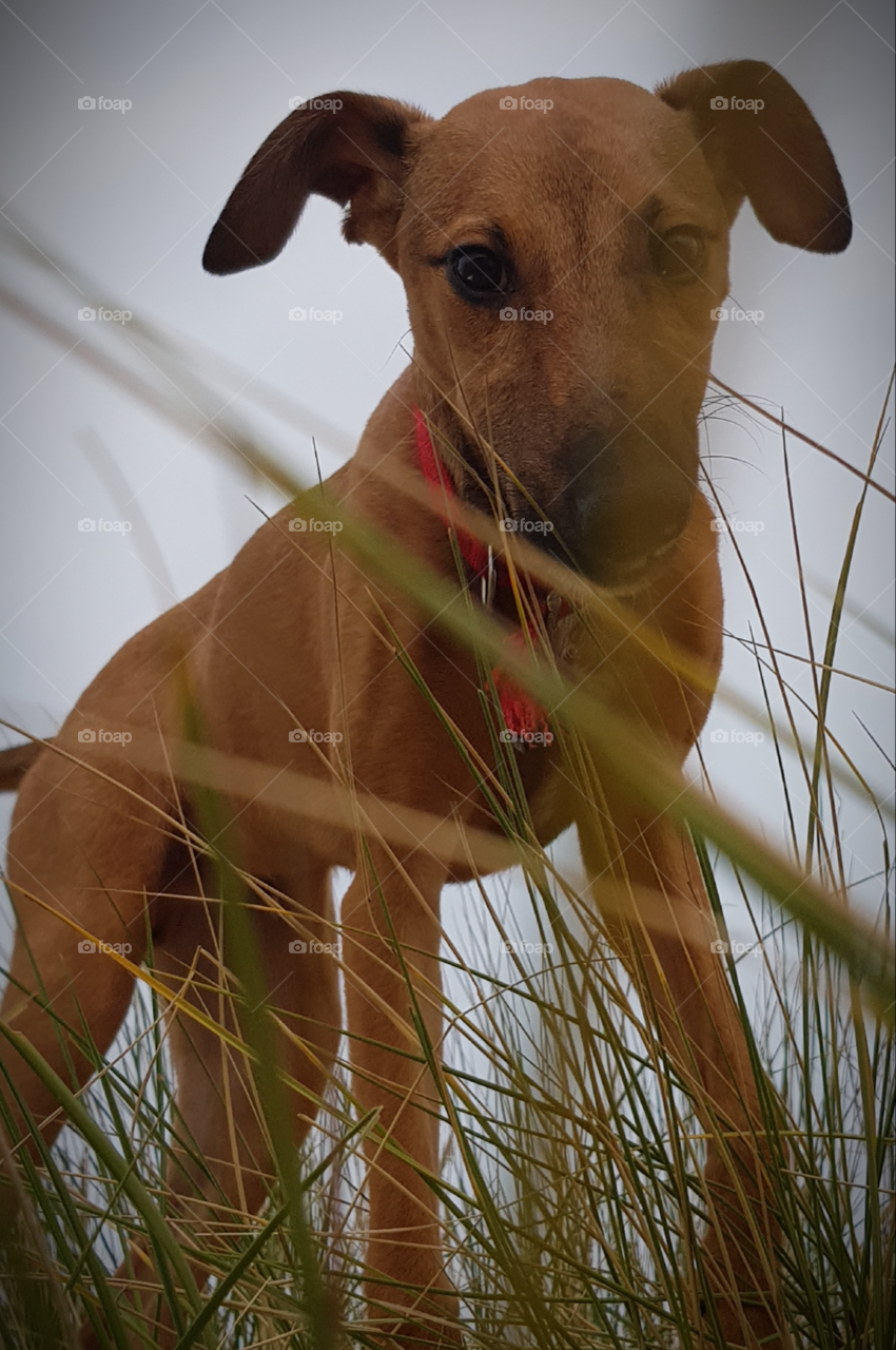 Looking up into the beautiful brown eyes of a golden tan puppy through stems of long grass to a background of blue sky