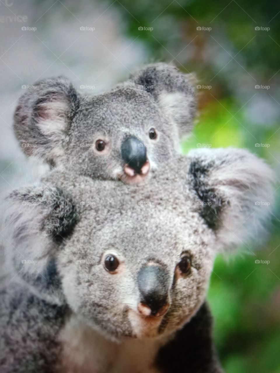 Sleepiest Koalas