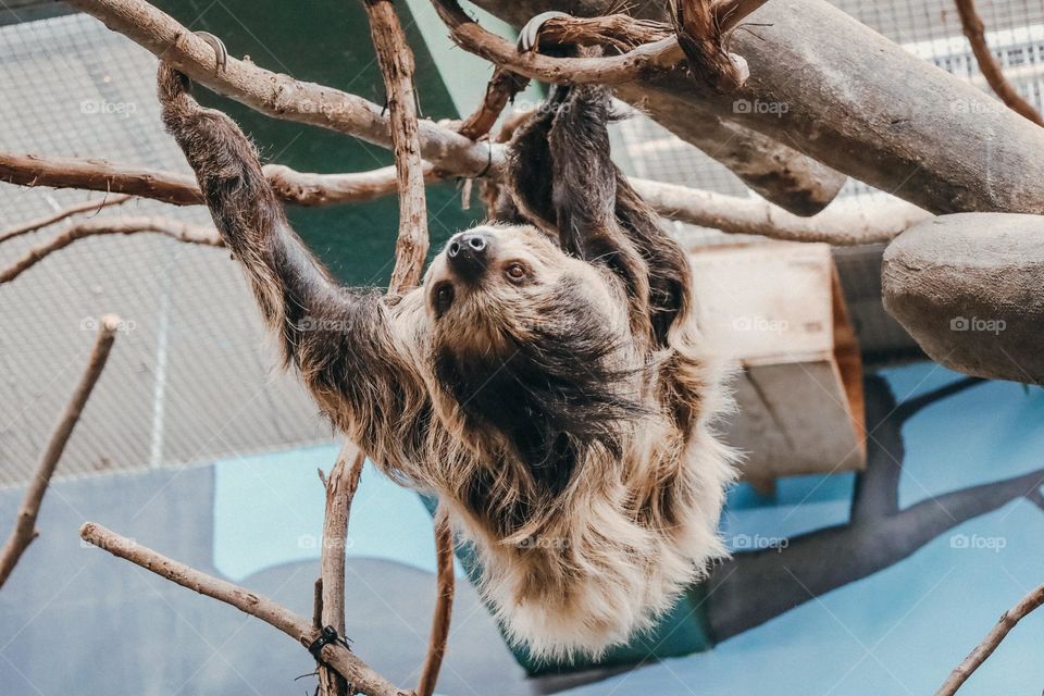 Sloth hanging on a tree 