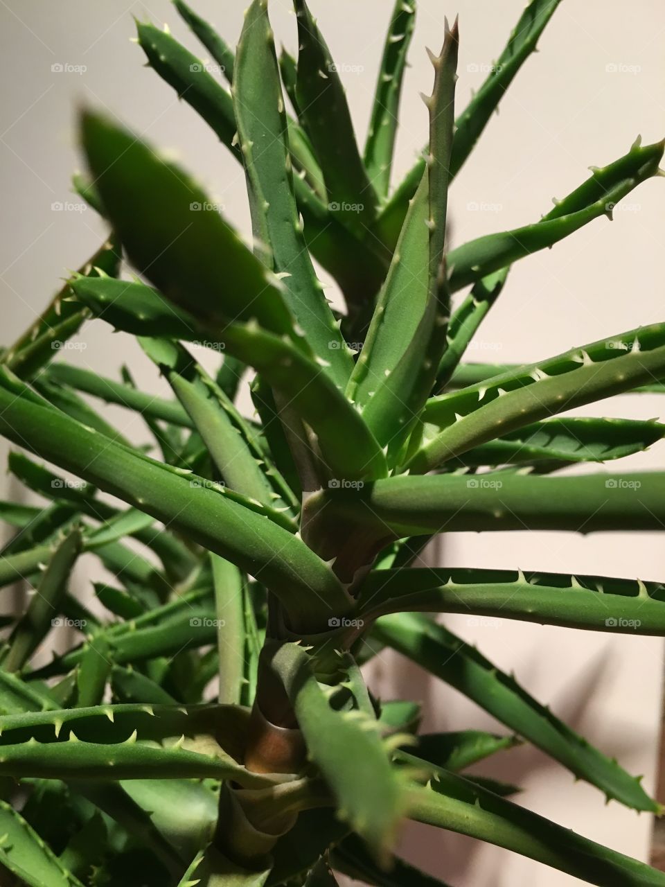 Aloe vera