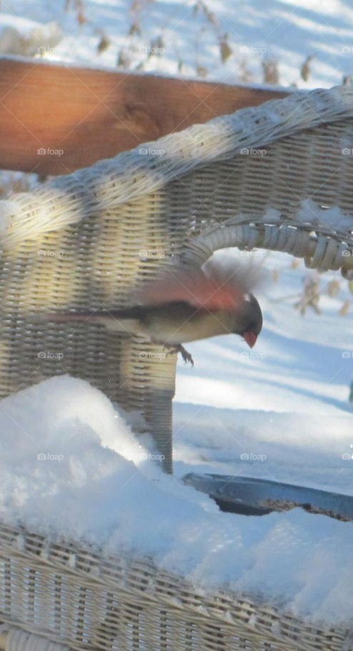 Bird in flight