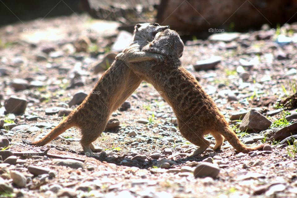 Romantic dance ;) meerkats :)