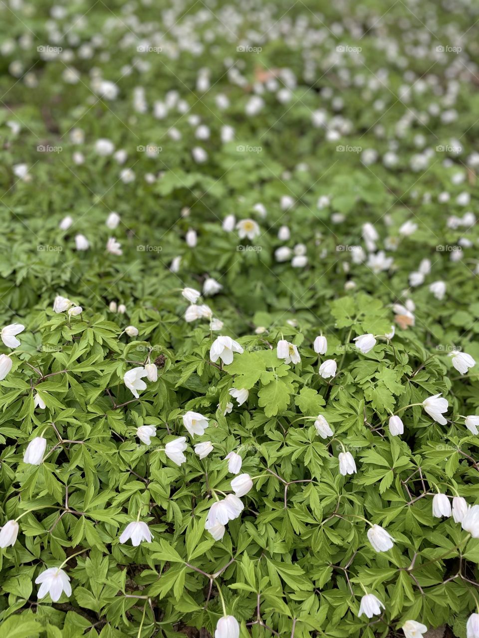 Snowdrops, white snowdrops, flowers, green, forest, soft colors 