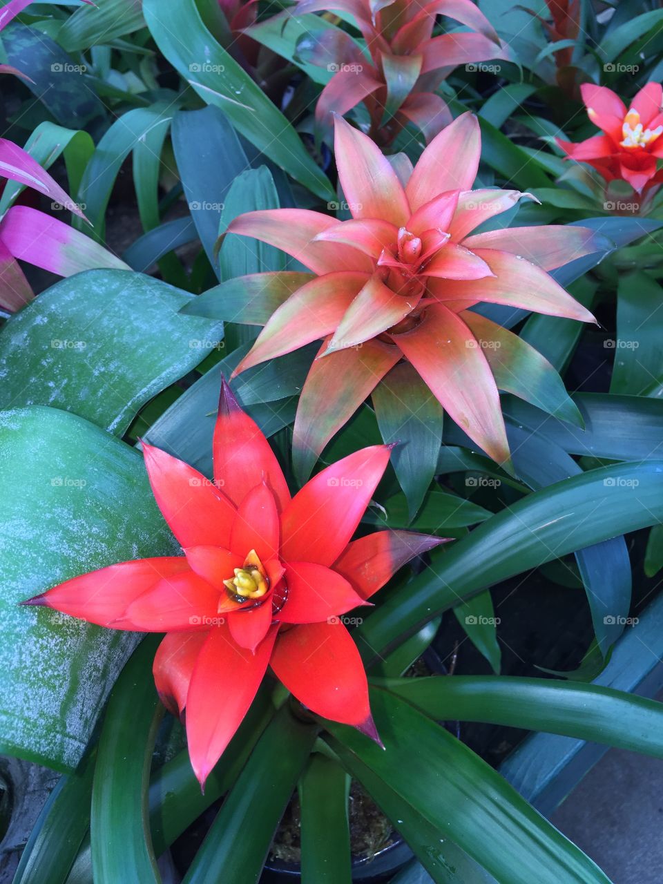 Bromeliad flowering plant