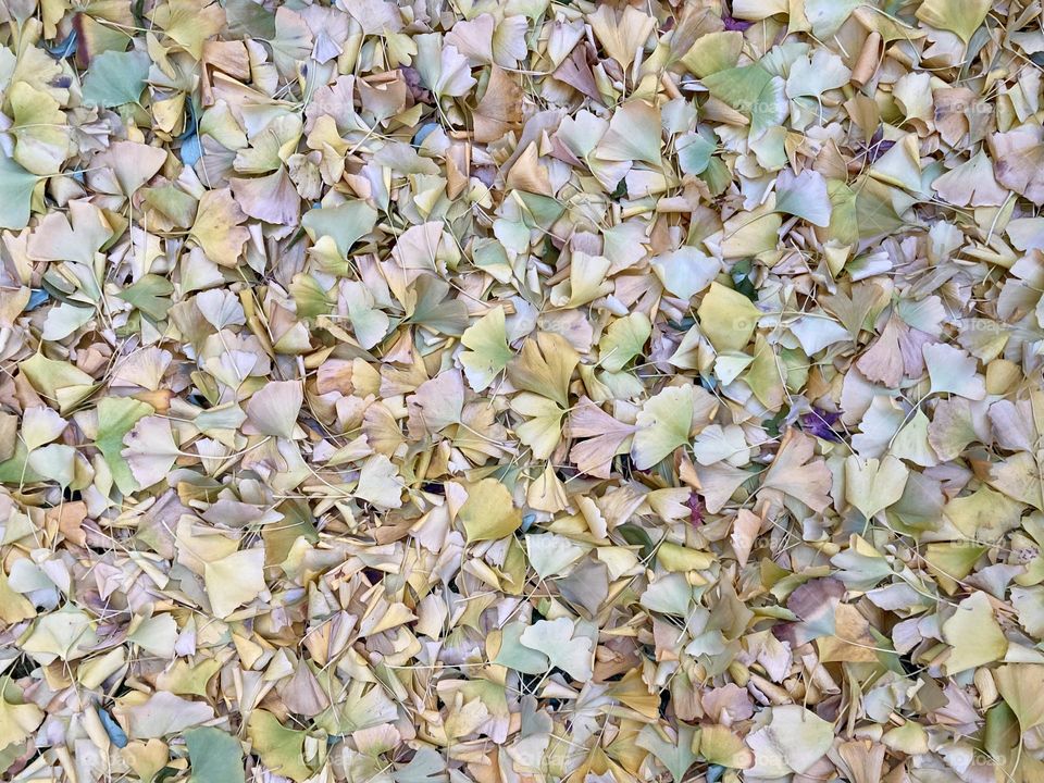 Ground covered with fallen ginkgo leaves