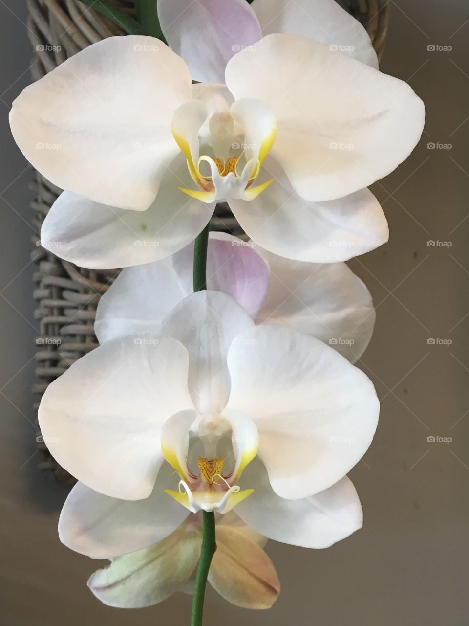 White Waterfall Orchid